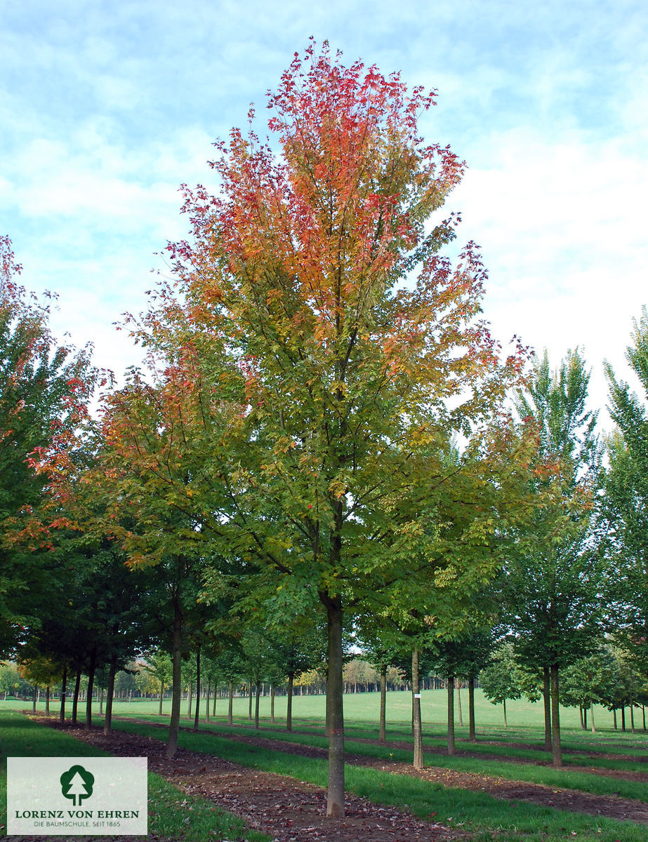 Acer freemanii 'Celzam'