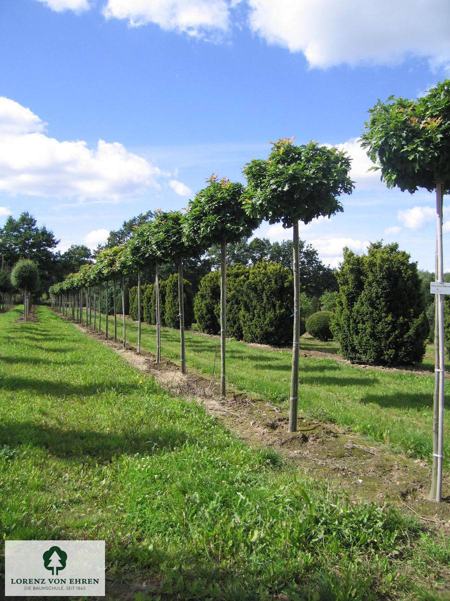Quercus palustris 'Green Dwarf'