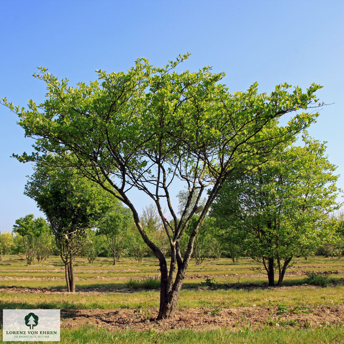 Crataegus prunifolia