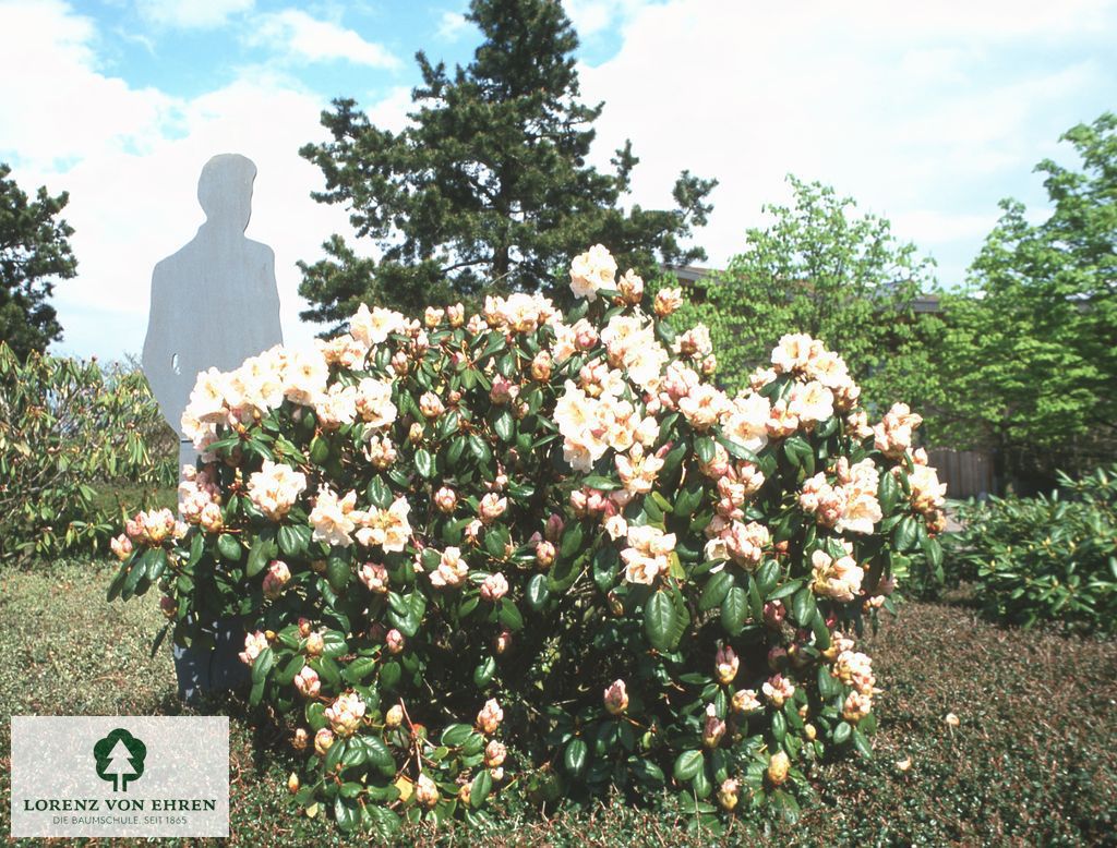 Rhododendron williamsianum 'Gartendirektor Rieger'