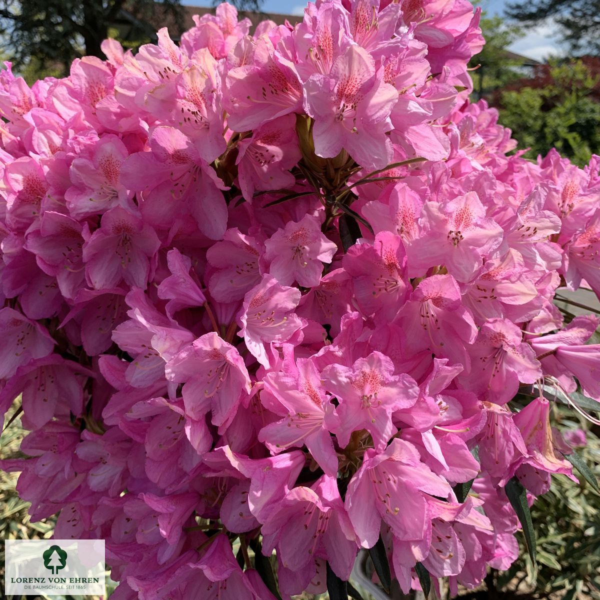 Rhododendron ponticum 'Graziella'