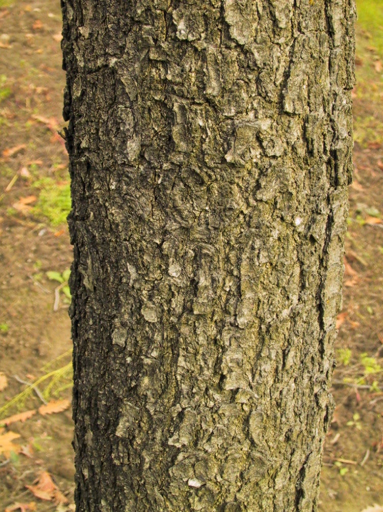 Quercus frainetto Unikat