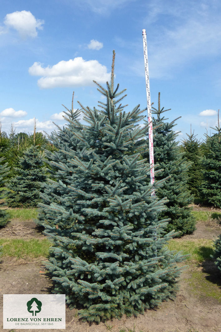 Picea pungens glauca