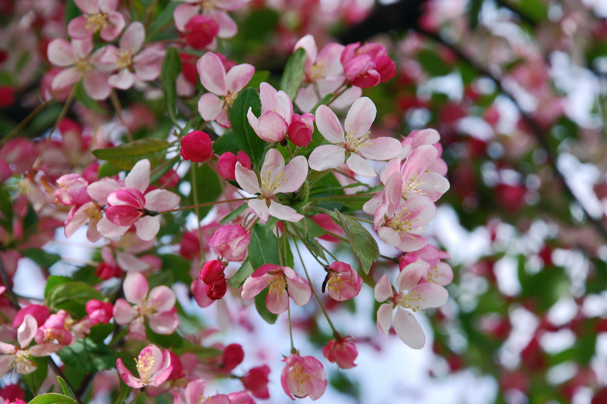 Malus floribunda Unikat