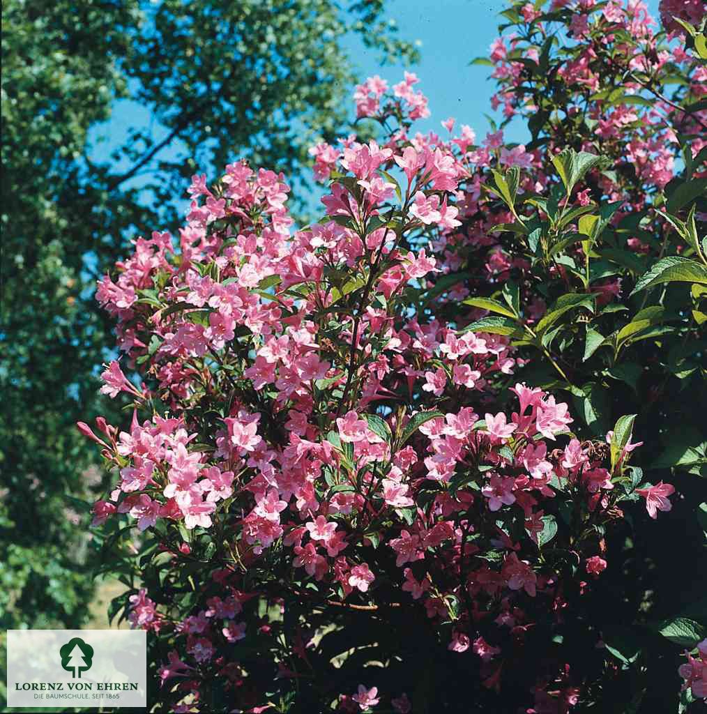 Weigela florida