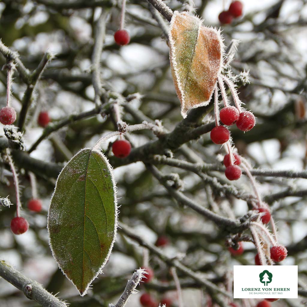 Japanischer Berg-Apfel