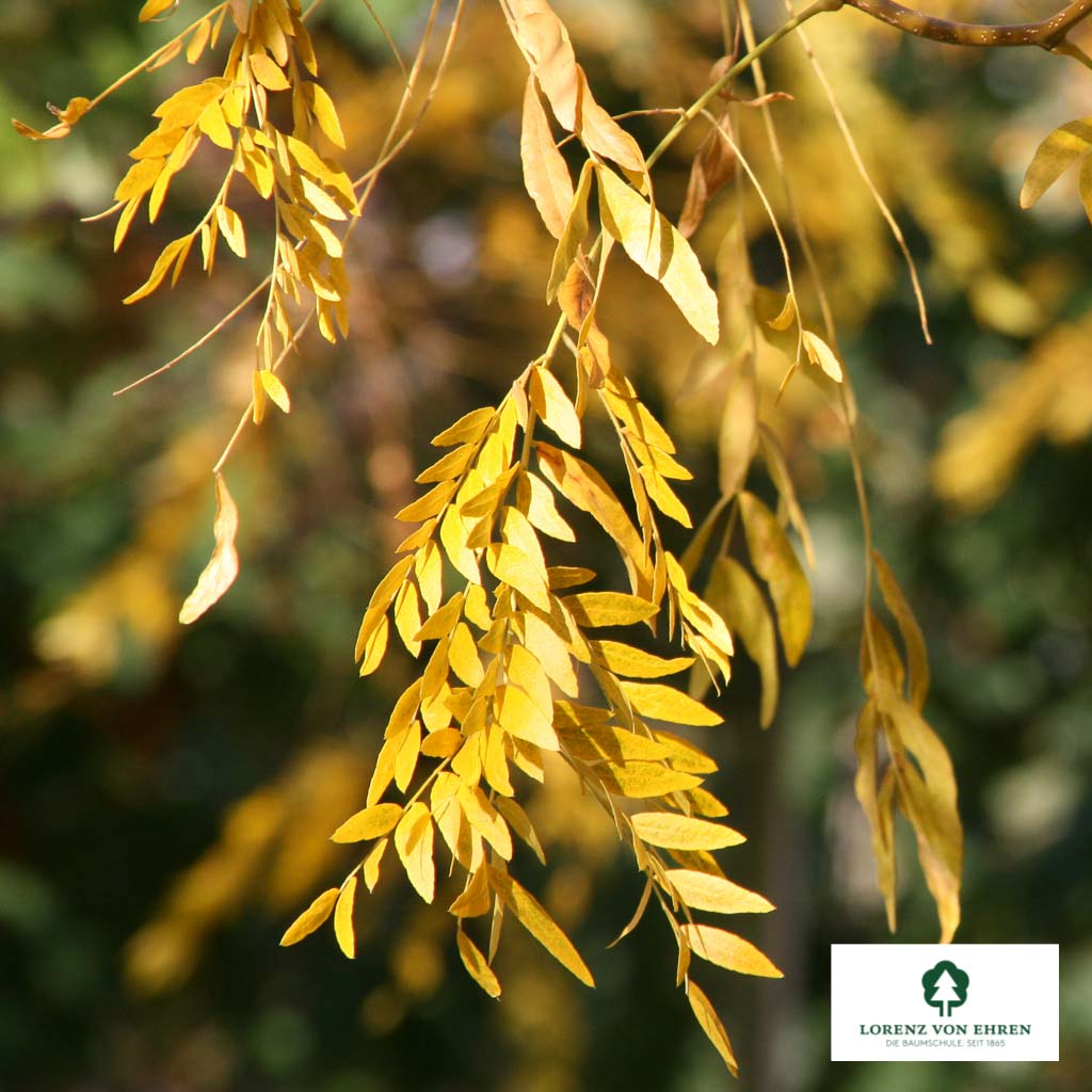 Amerikanische Gleditschie