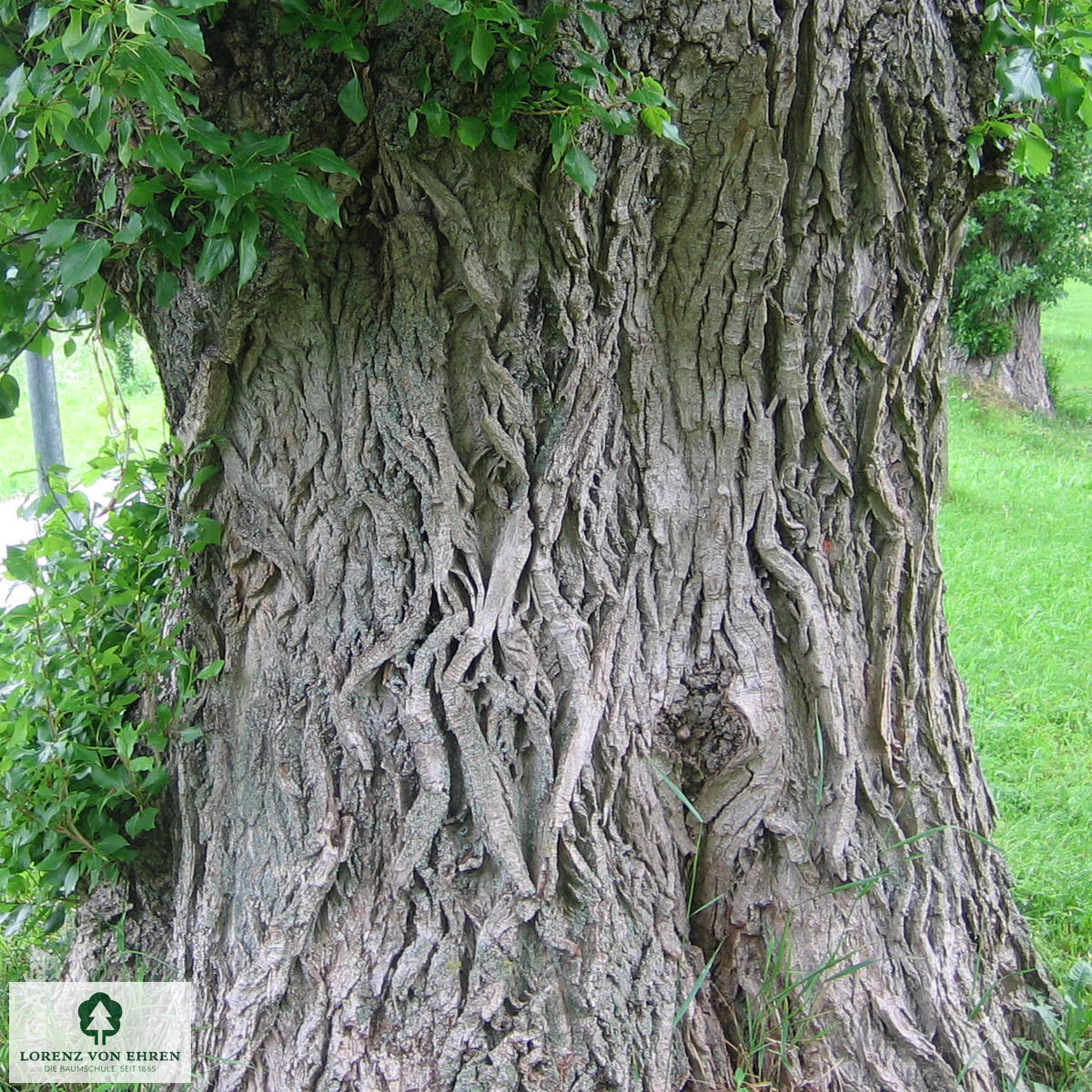 Populus berolinensis
