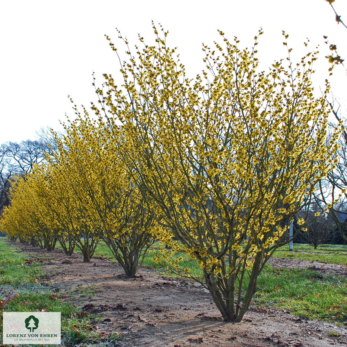 Hamamelis intermedia 'Westerstede'