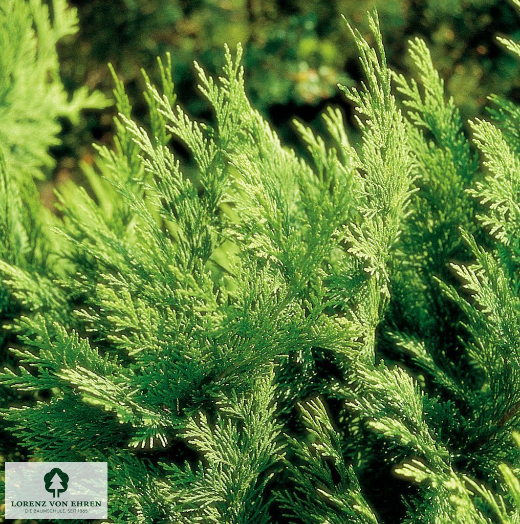 Chamaecyparis lawsonia 'Kelleriis Gold'