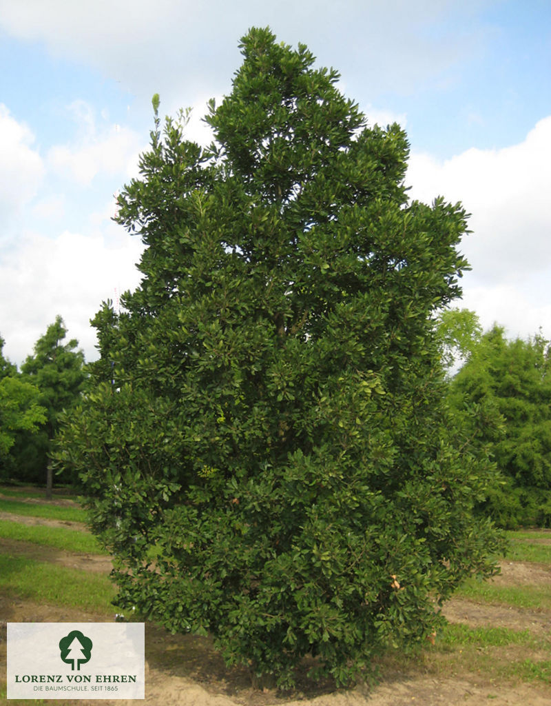Quercus turneri 'Pseudoturneri'