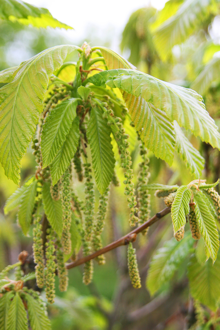 Quercus pontica Unikat