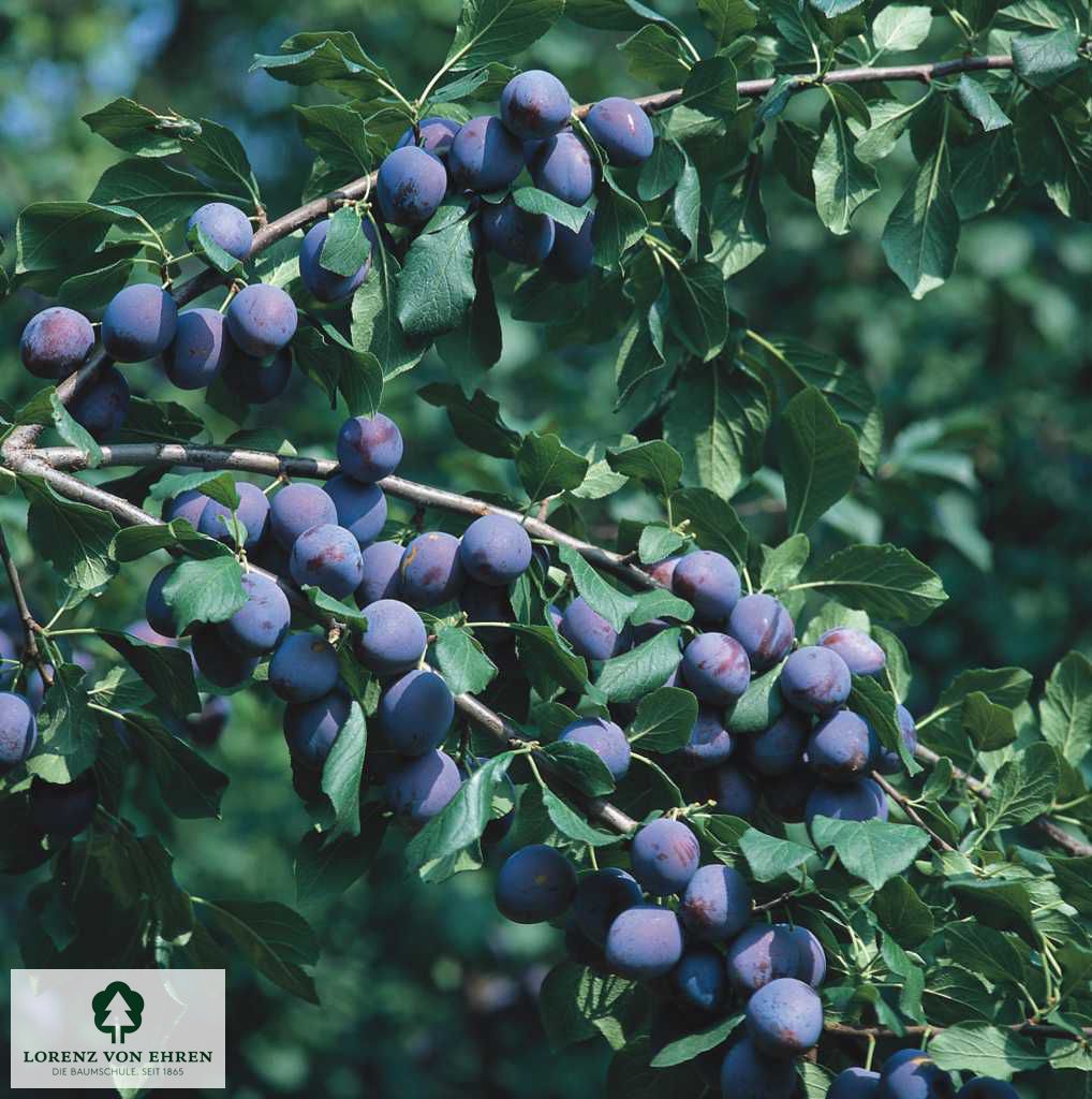 Prunus domestica 'Hanita'