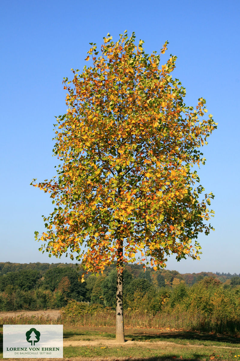 Platanus acerifolia
