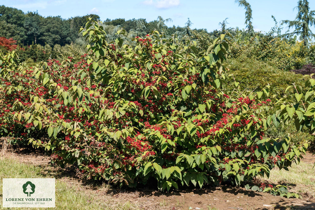 Viburnum plicatum tomentosum