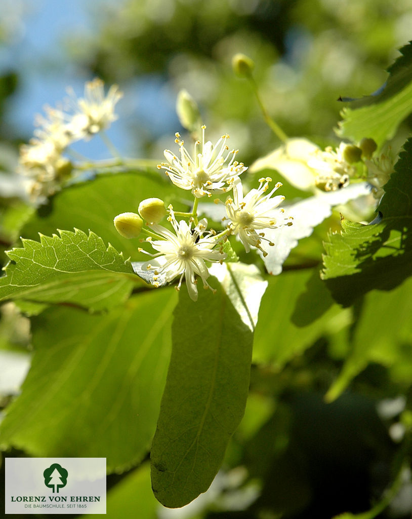 Tilia cordata 'Greenspire'