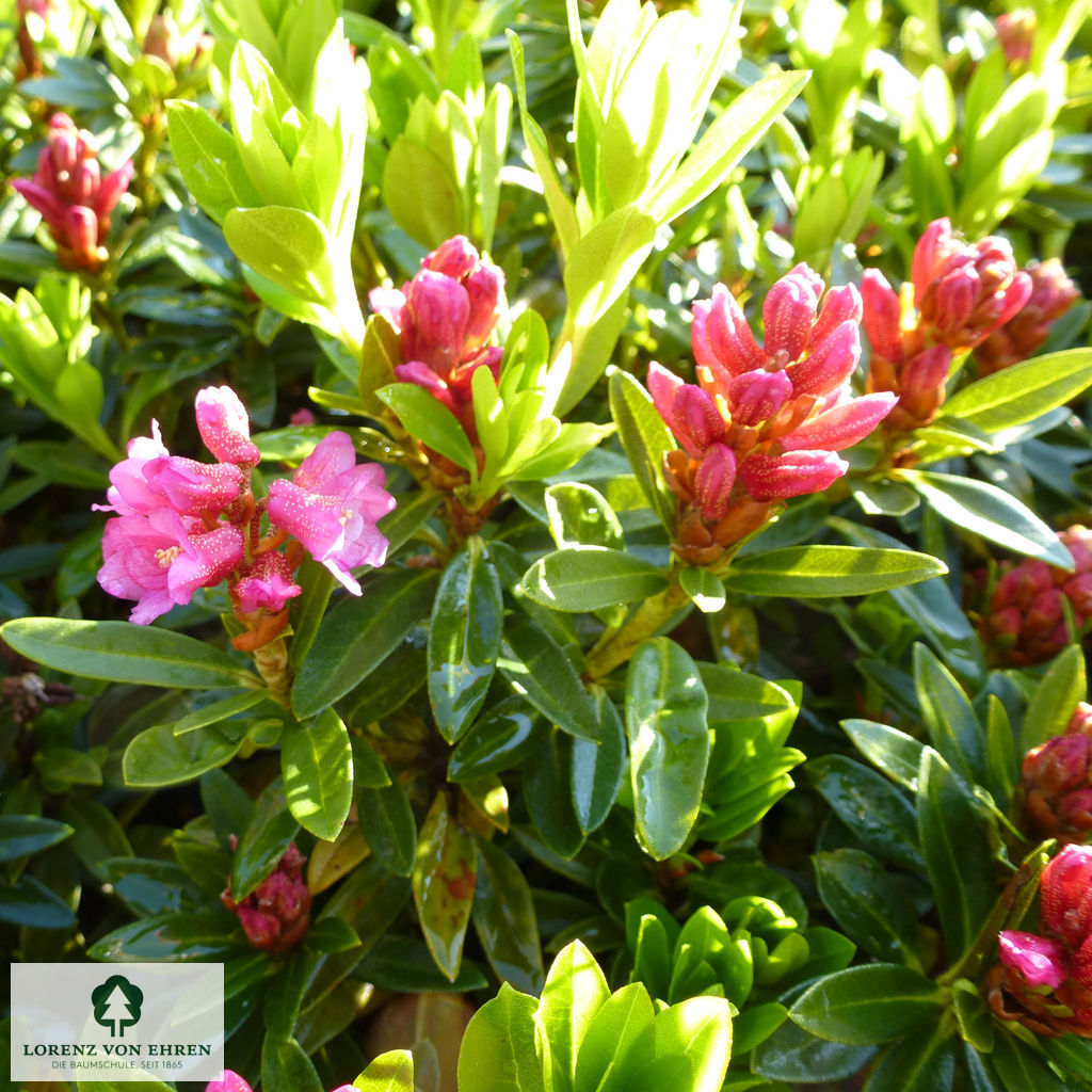 Rhododendron ferrugineum