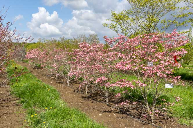 Rosa blühende Hartriegel