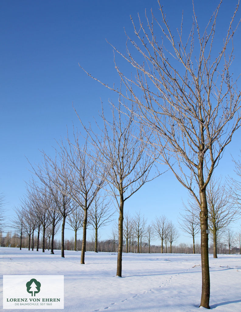 Prunus serrulata 'Kanzan'