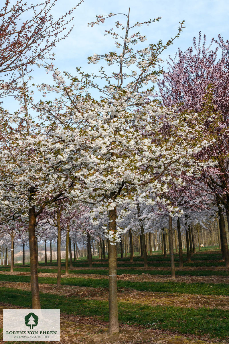 Prunus serrulata 'Shirotae'