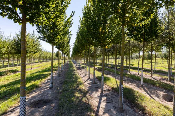 Kleinere Ulmen als Alleebaum