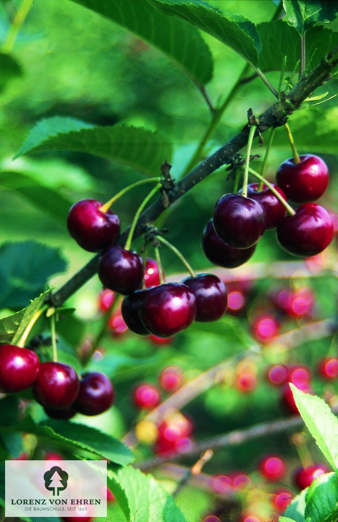 Prunus cerasus 'Schattenmorelle'