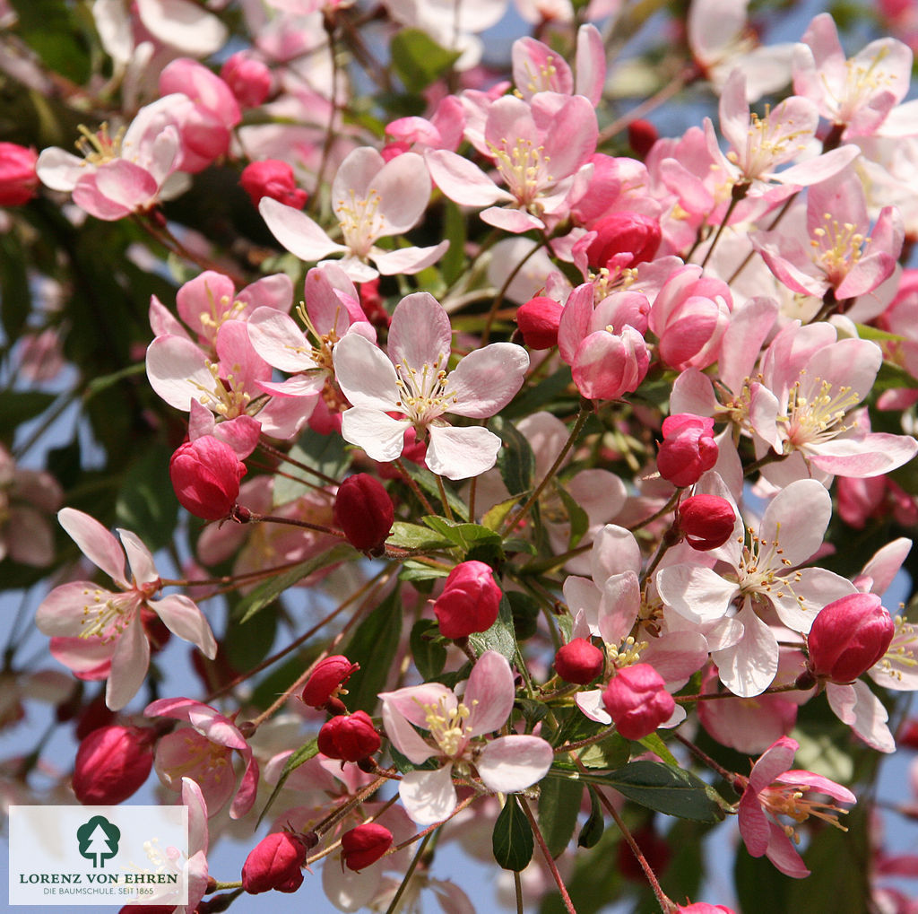 Malus floribunda