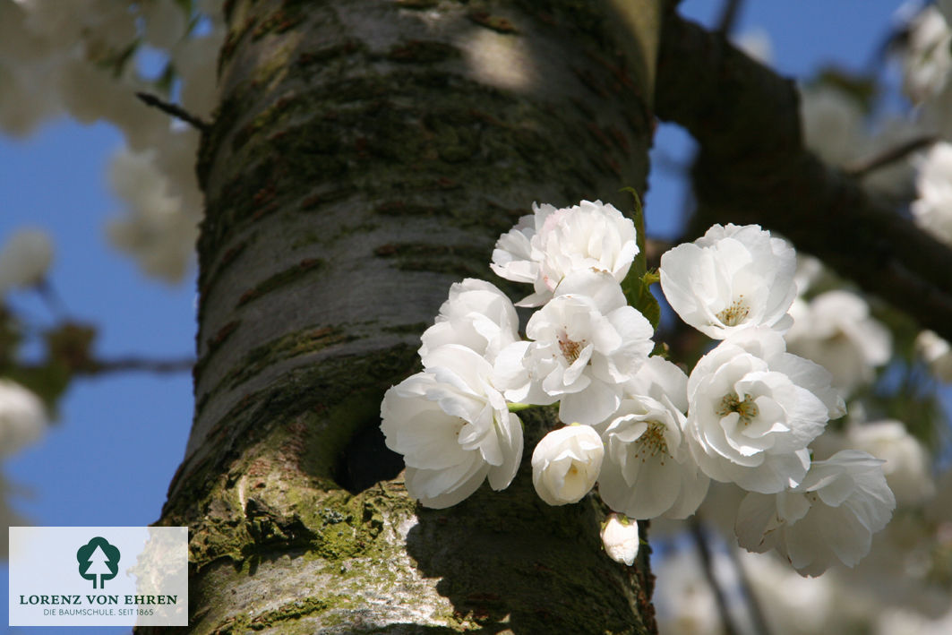 Prunus serrulata 'Shirotae'