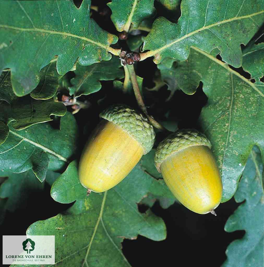 Quercus robur