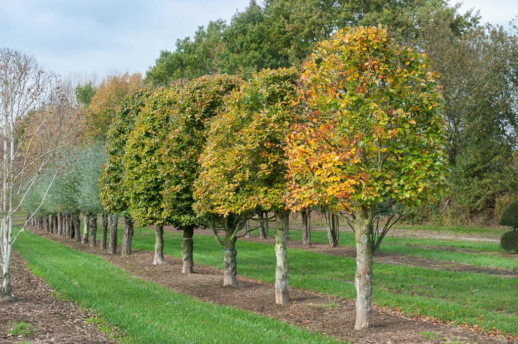 Fagus sylvatica Unikat
