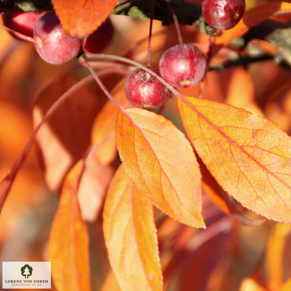 Malus 'Coccinella'