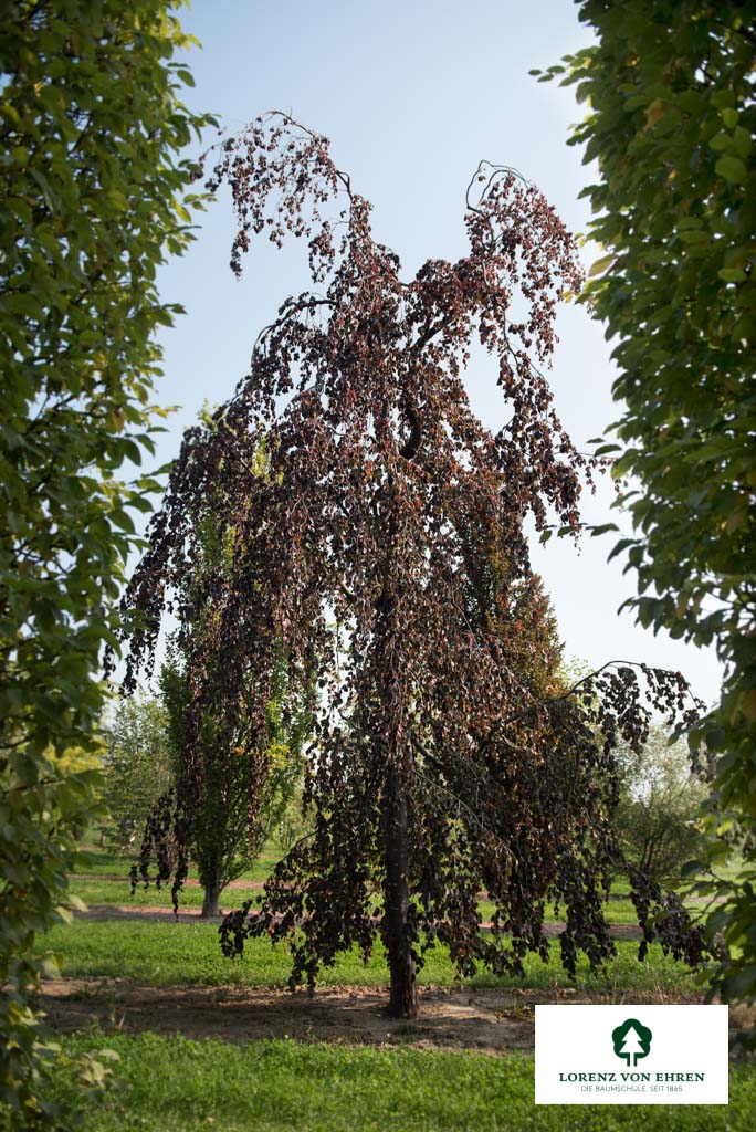 Fagus sylvatica 'Purpurea Pendula' Unikat