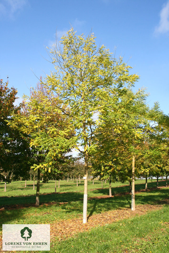 Großbaum mit frühlingslichter Krone