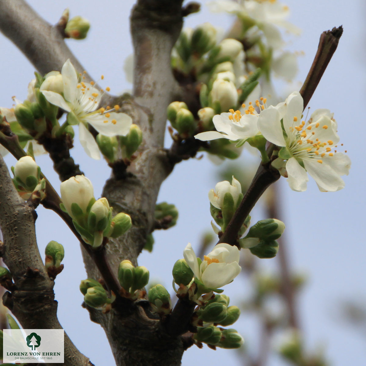 Prunus domestica 'Hauszwetsche'