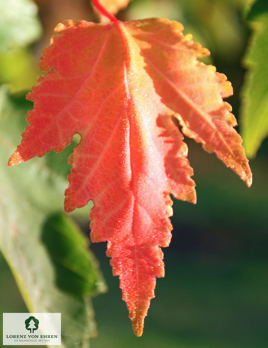 Acer rubrum 'Red Sunset'
