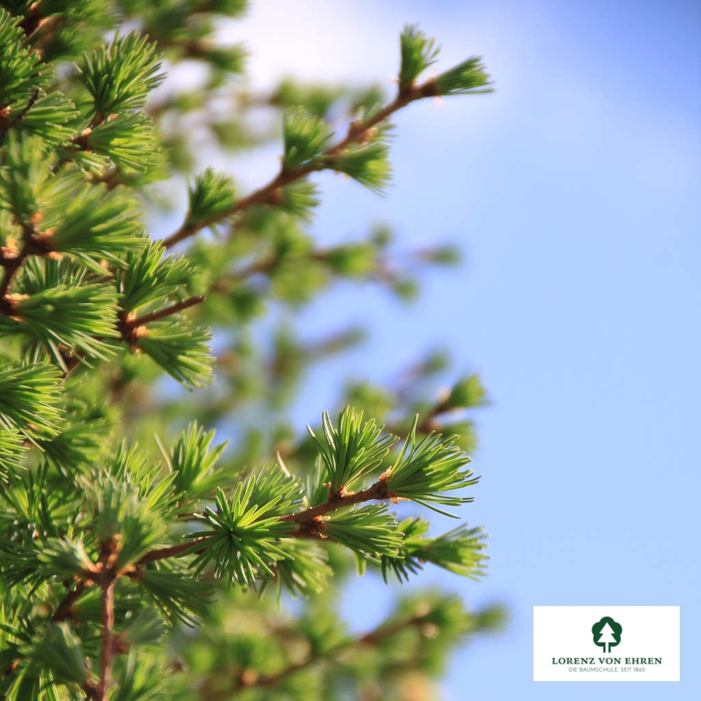 Japanische Lärche