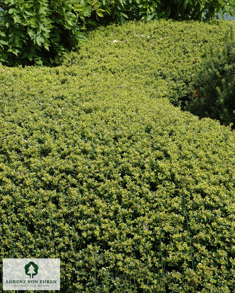 Ilex crenata 'Stokes'