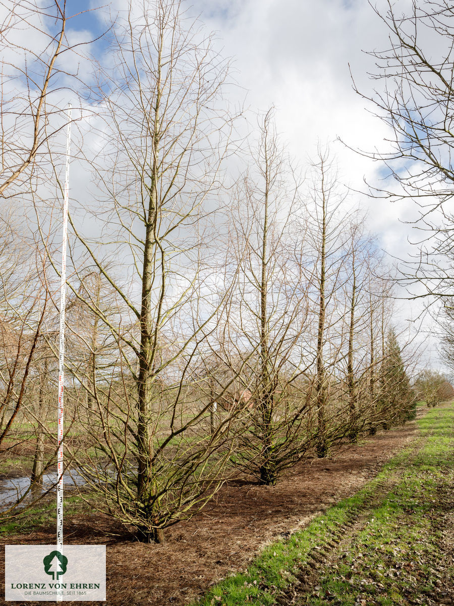 Metasequoia glyptostroboides