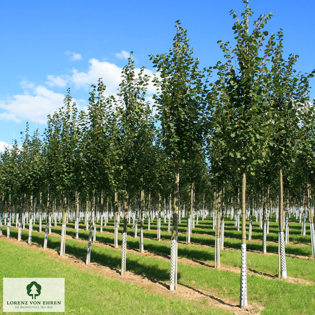Tilia cordata 'Greenspire'