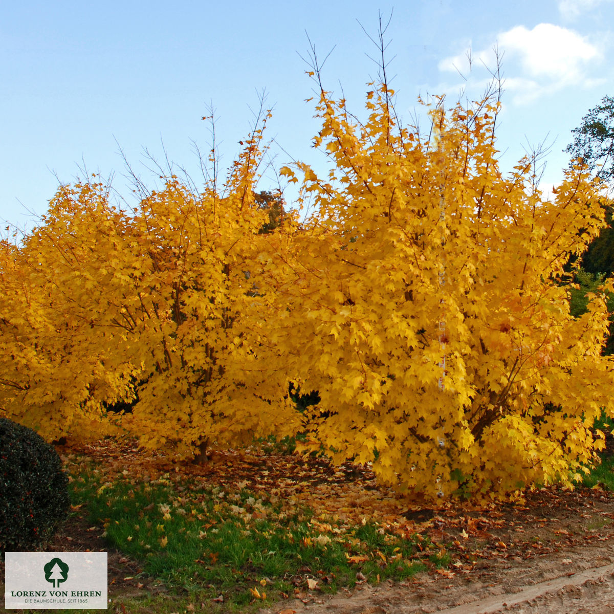 Acer cappadocicum 'Aureum'