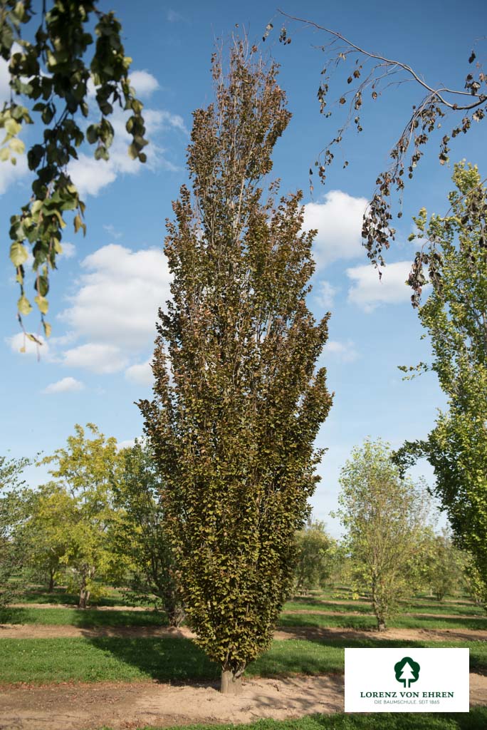 Fagus sylvatica 'Dawyck Purple'