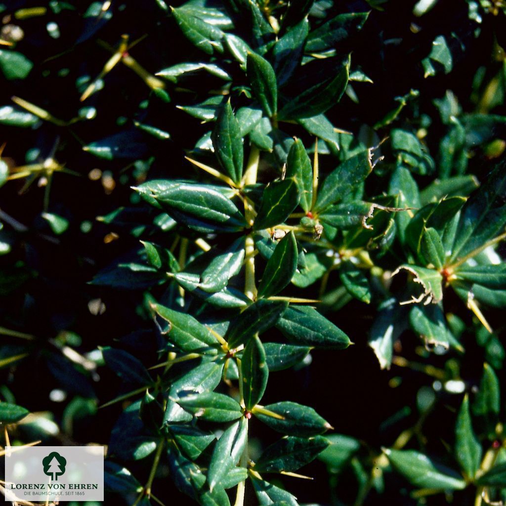 Berberis hybrido-gagnepainii
