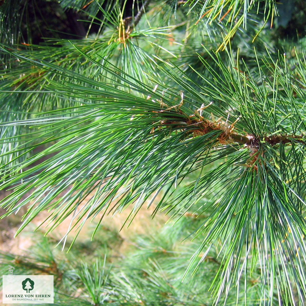 Pinus peuce