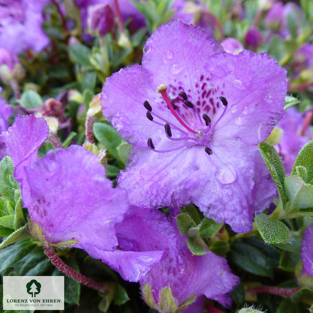 Rhododendron keleticum