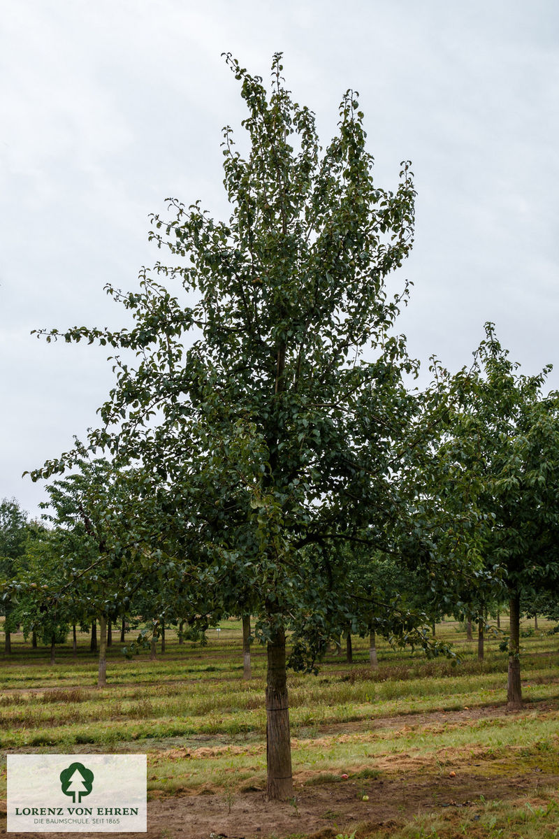 Pyrus communis 'Schweizer Wasserbirne'