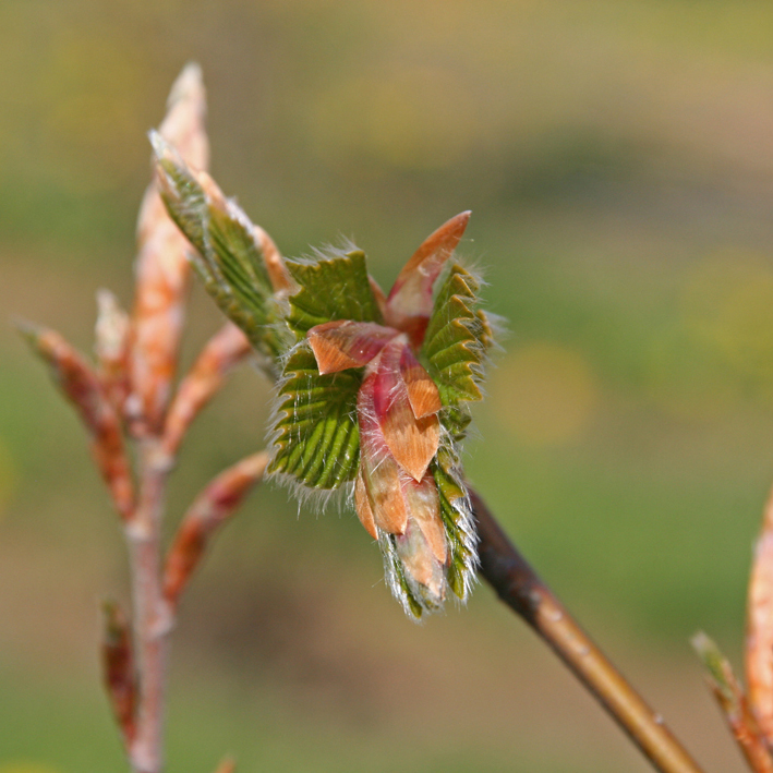 Fagus sylvatica Unikat