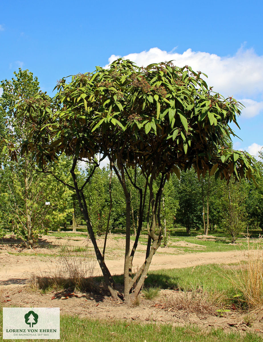 Viburnum rhytidophyllum