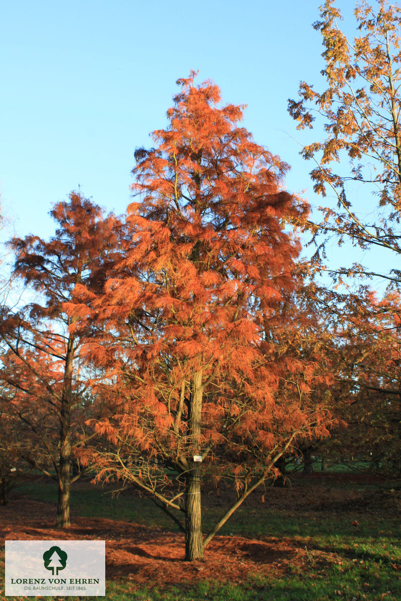 Taxodium distichum 'Nutans'