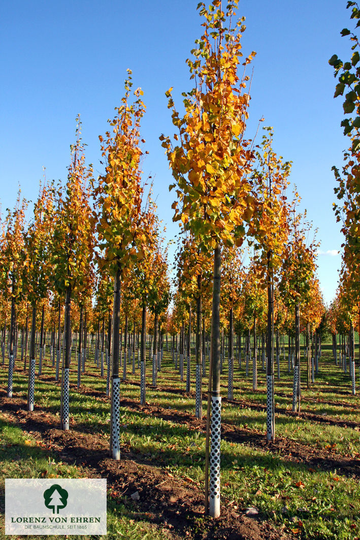 Tilia cordata 'Greenspire'