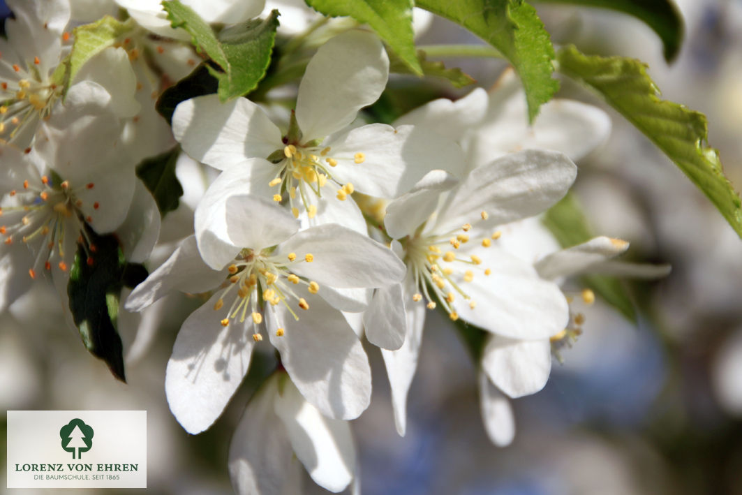 Malus toringo sargentii Sämling
